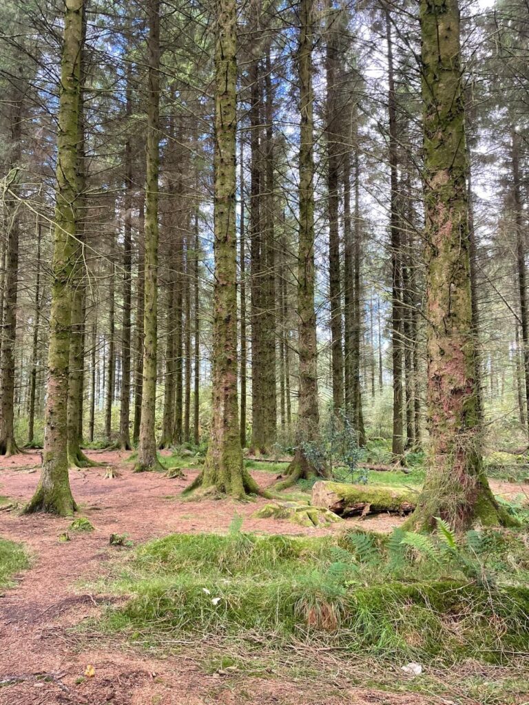 Trees